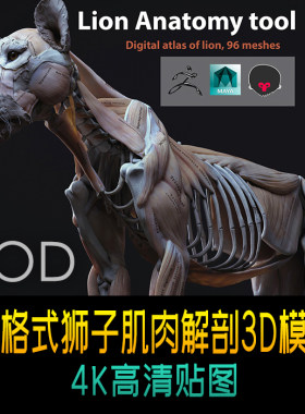 zbrush maya sp 狨猴八等 多格式狮子肌肉解剖3D模型 含4K纹理
