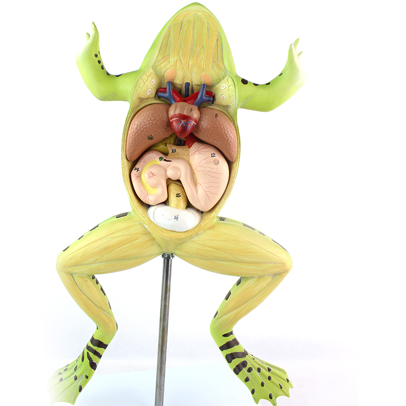 ENOVO颐诺青蛙解剖模型 生物教学模型标本 蛙解剖初高中生物学