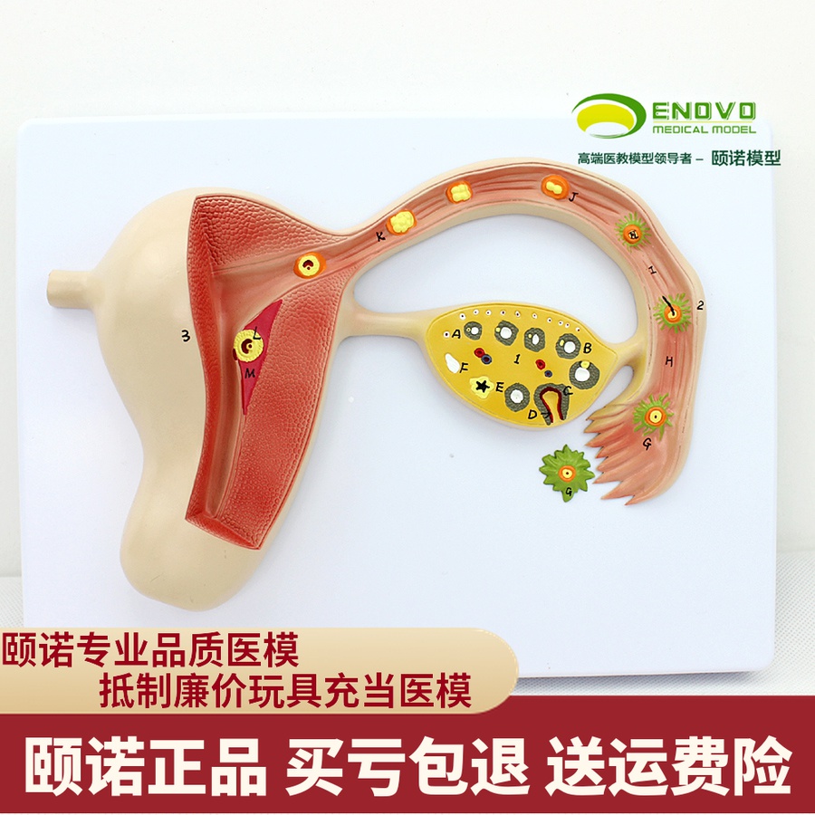 ENOVO颐诺人体受精卵模型妊娠胚胎儿发育过程子宫组织胚胎模型