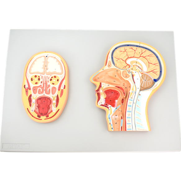 ENOVO颐诺医学头部正中切面额切面模型 正中矢状位断层标本人体