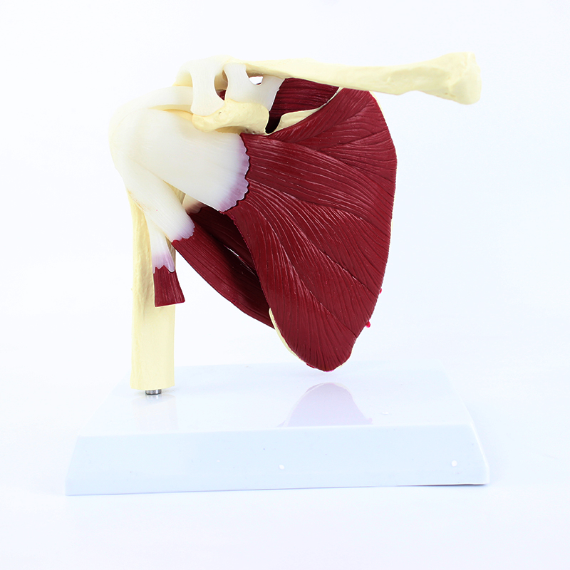 颐诺ENOVO 人体肩袖肌群模型肩关节附肌肉模型 盂肱关节肩锁关节