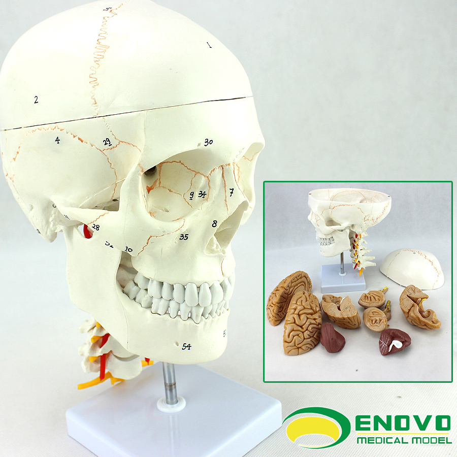 ENOVO颐诺医学人体头颅骨人大脑模型头骨模型1:1颅脑神经外科解剖