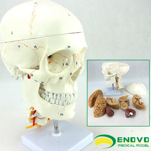 ENOVO颐诺医学人体头颅骨人大脑模型头骨模型1:1颅脑神经外科解剖