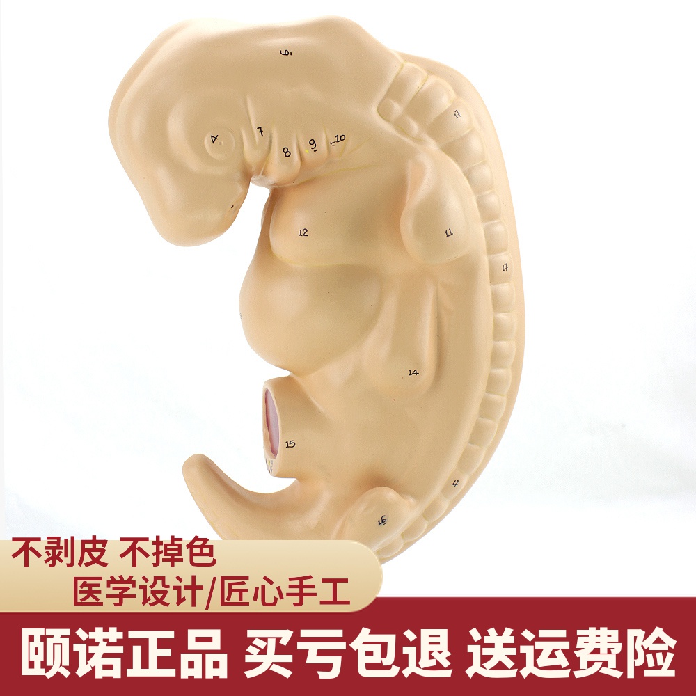 ENOVO颐诺 人体四周胚胎模型胎儿模型妊娠胚胎儿发生组织胚胎教学