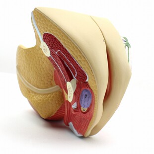 ENOVO颐诺医学人体女性生殖系统模型女子宫模型妇产科解剖教学内