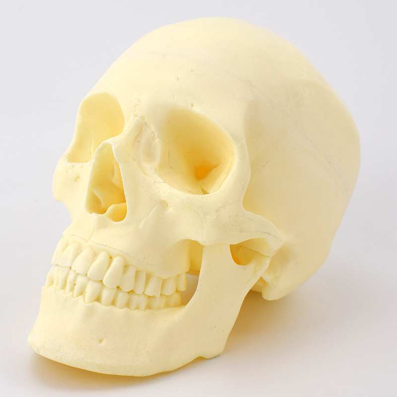 ENOVO颐诺手术摸拟实训人体仿真头骨模型 神经颅脑外科手术模拟