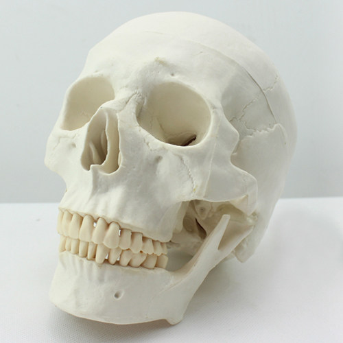 ENOVO颐诺医学艺用美术人体头骨模型亚洲头颅骨解剖模型标本skull
