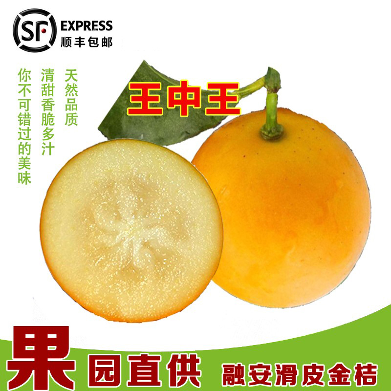 融安金桔新鲜水果顺丰包邮