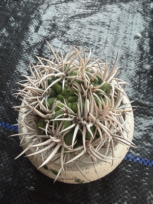 碧岩玉缀刺
