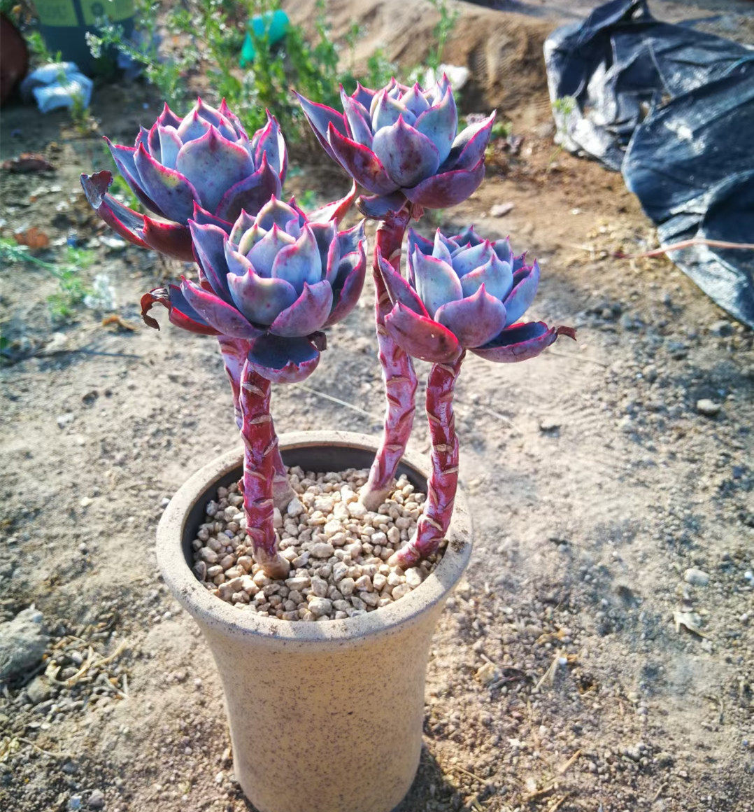 多肉植物 晚霞绝绝子巨型大砍头群生高杆子老桩 一物一拍包邮