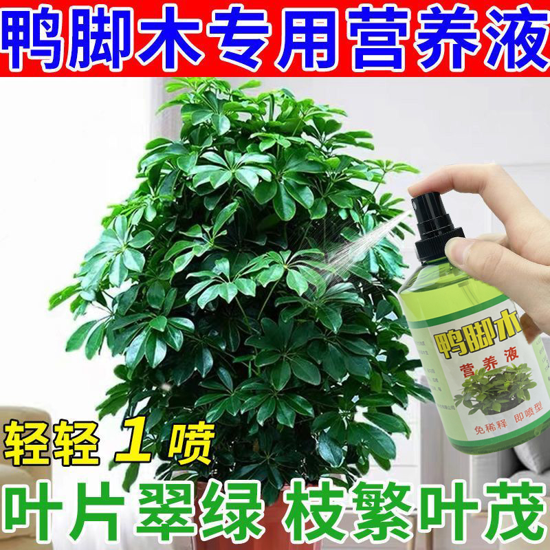 鸭脚木专用肥防黄叶增绿增肥家用肥料枯叶烂根一喷绿免稀释营养液