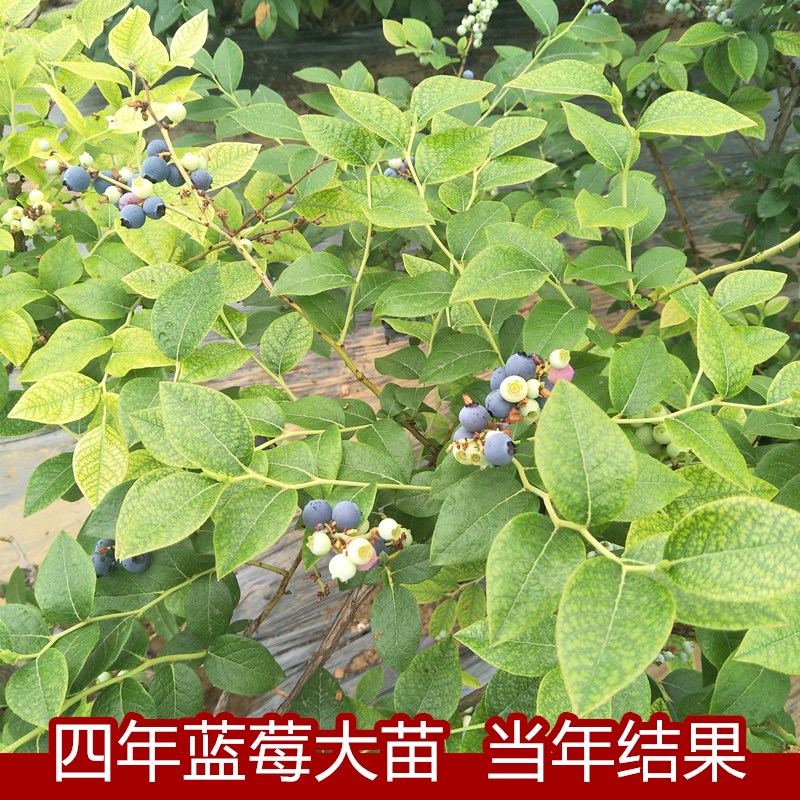 蓝莓苗盆栽地栽果树苗蓝梅树苗蓝莓苗四季南北方种植带原土发货 鲜花速递/花卉仿真/绿植园艺 果树 原图主图