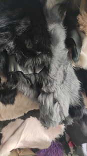 请勿直接下单 羊毛皮毛一体整料碎料 直播先挑再下单