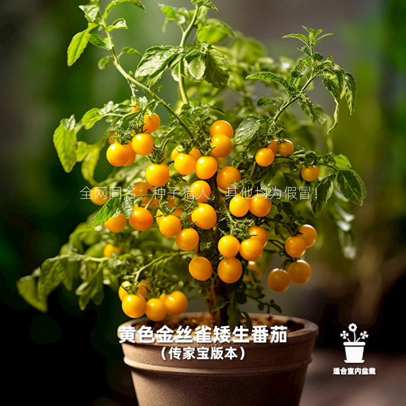 种子猎人 黄色金丝雀 矮生微型番茄传家宝老品种西红柿阳台盆栽