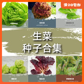 种子猎人 绿叶菜 传家宝生菜种子合集家庭园艺阳台沙拉拯救者莎拉