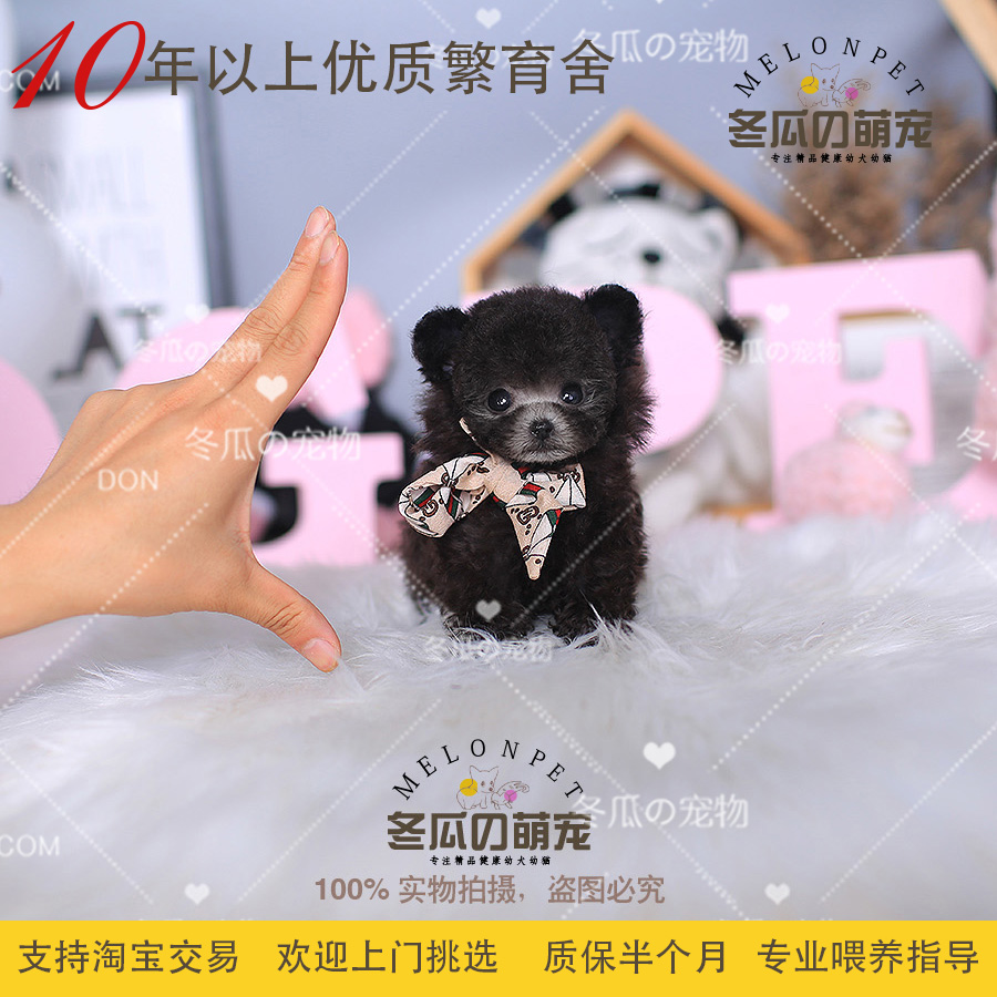 冬瓜萌宠 纯种飞耳立耳灰泰迪犬幼犬迷你小型茶杯犬宠物狗狗58a