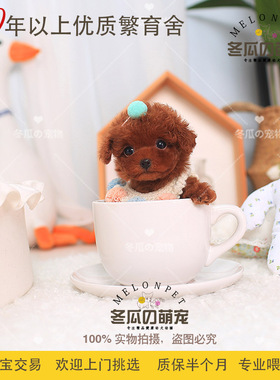 冬瓜萌宠 纯种棕红色泰迪犬贵宾幼犬宠物狗活体茶杯迷你狗狗 02A