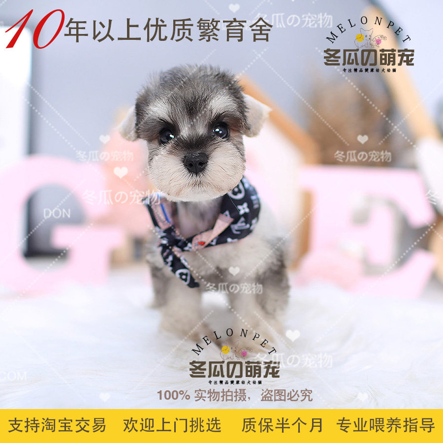 冬瓜萌宠 纯种浅灰色 椒盐色雪纳瑞犬幼犬宠物活体茶杯狗狗 36a