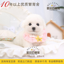 冬瓜萌宠 纯种小体白色法国卷毛比熊犬幼犬宠物活体茶杯狗狗 96A