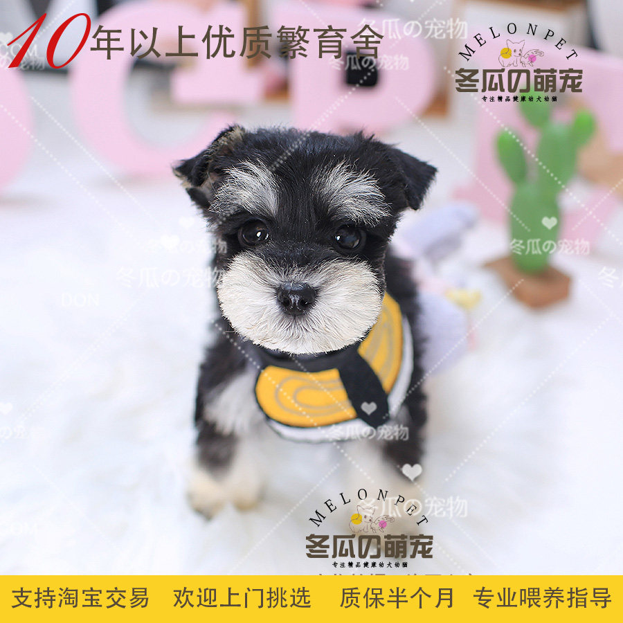 冬瓜萌宠 纯种黑银色 白胡子雪纳瑞犬幼犬宠物活体茶杯狗狗 16a
