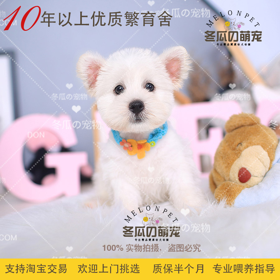 纯种西高地白梗活体茶杯幼犬