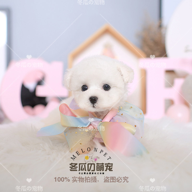冬瓜萌宠 纯种小体白色法国卷毛比熊犬幼犬宠物活体茶杯狗狗 t47