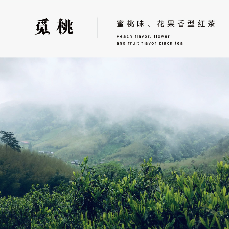 【桃】 茶农茶厂直销桐木无烟正山小种水蜜桃香天然无添加 2023春