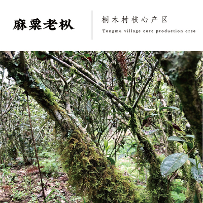 桐木直销麻粟老枞正山小种红茶