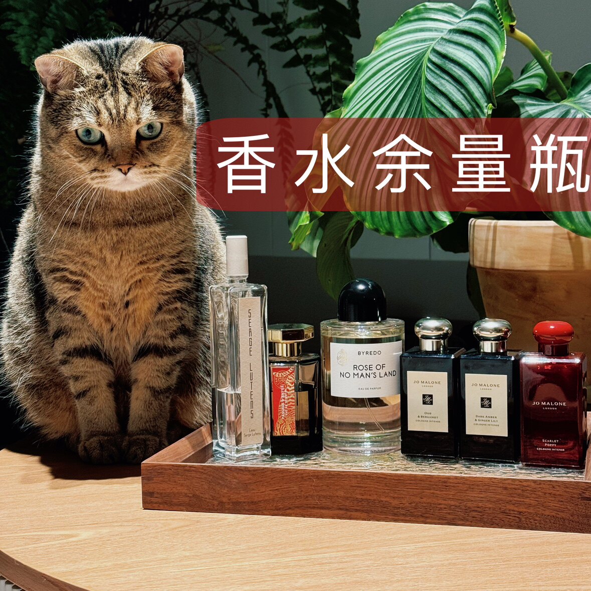 余量瓶 小偷玫瑰绯红虞美人檀香33白色花环
