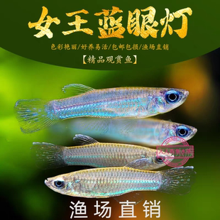 店里主打蓝眼灯鱼蓝眼睛鱼小型热带鱼青鱂鱼观赏鱼灯锵鱼人人有鱼