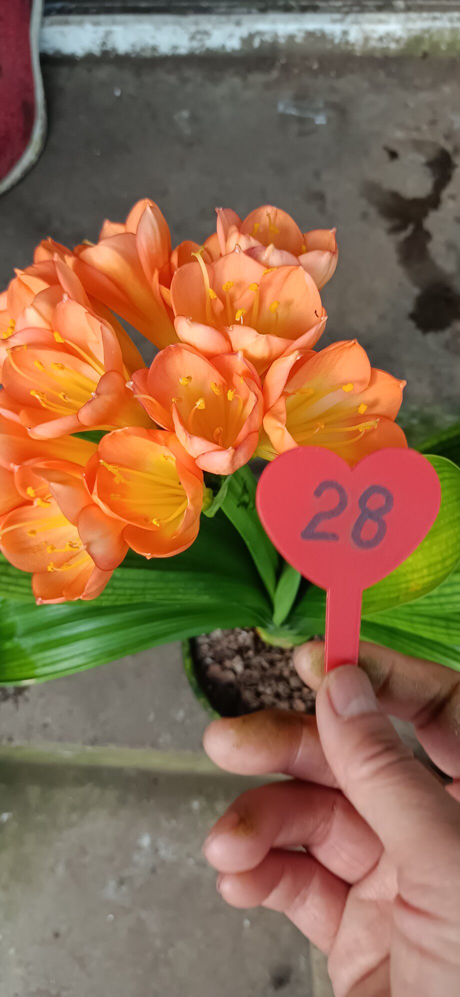【28】短叶和尚君子兰