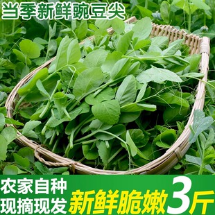 豌豆尖新鲜豌豆苗四川重庆当季 蔬菜火锅食材配菜现摘青菜非种子