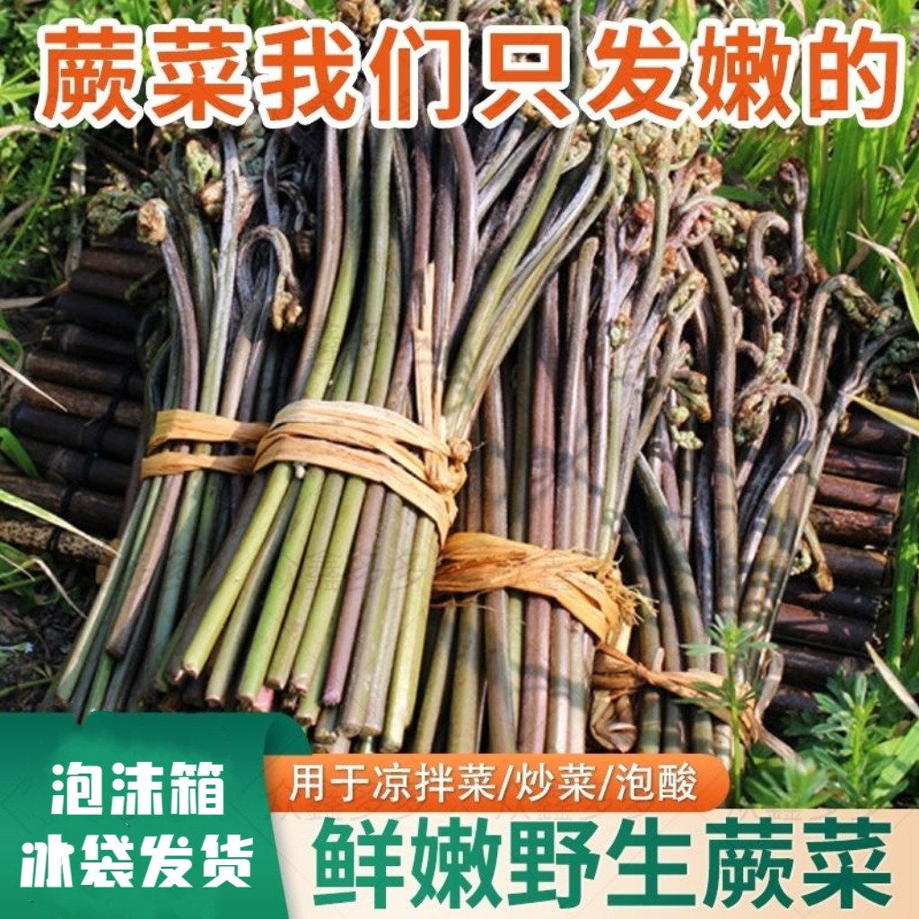 贵州特产野生新鲜蕨菜龙爪菜猫爪菜新鲜蔬菜农产品甜蕨山蕨菜包邮