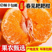 包邮 正宗四川春见耙耙柑当季 丑桔子粑粑柑新鲜孕妇水果杷杷柑顺丰