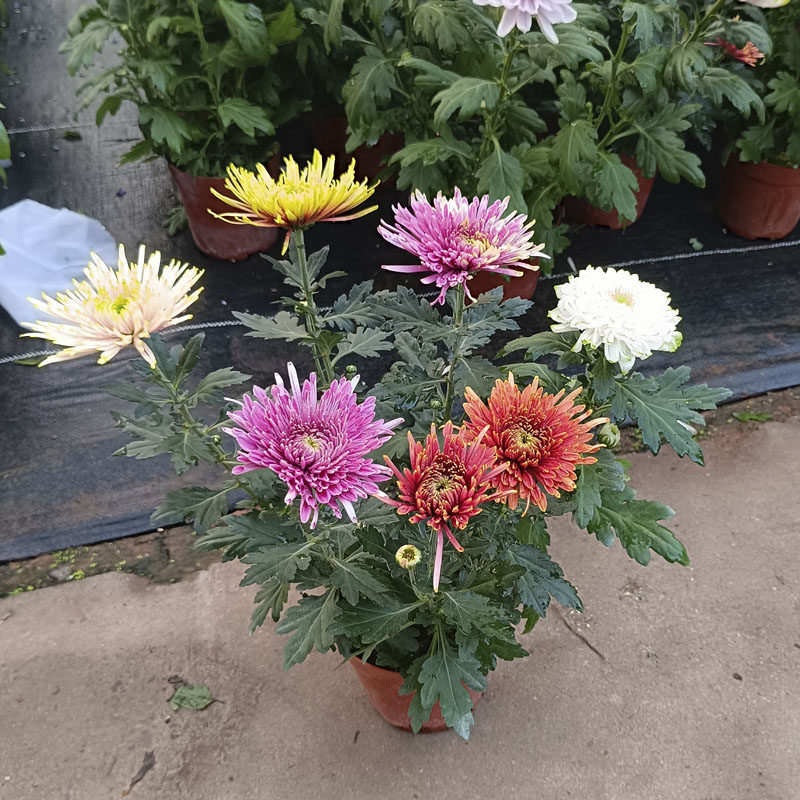 广州菊花盆栽带花图拉菊如意菊小菊花园阳台花卉时令花美人菊包邮