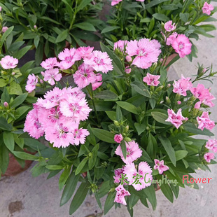 五彩石竹花盆栽带花春秋冬花卉多年生耐寒室外花坛庭院阳台花包邮