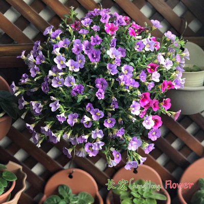 小玲盆栽吊篮舞春花阳台花卉包邮
