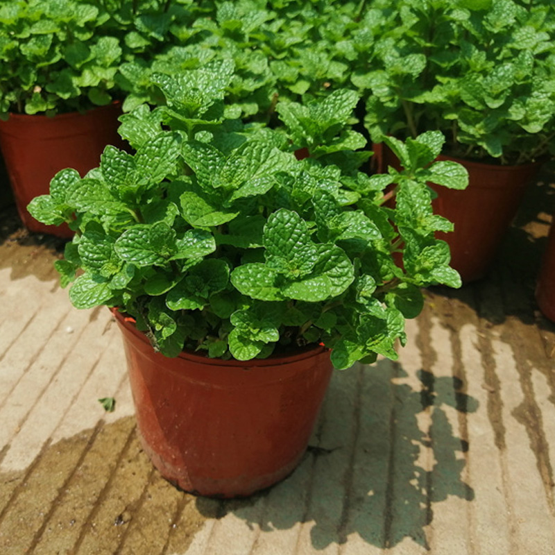 留兰香芫茜香花菜九层塔胡椒薄荷