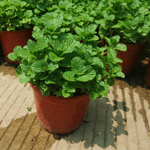 留兰香芫茜香花菜九层塔胡椒薄荷