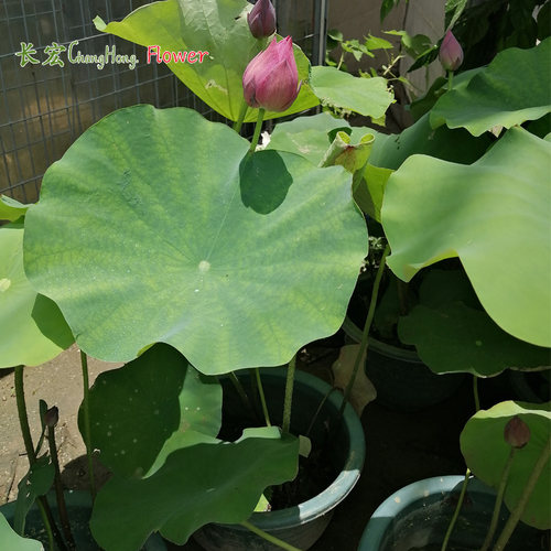 池塘花卉荷花盆栽睡莲花四季