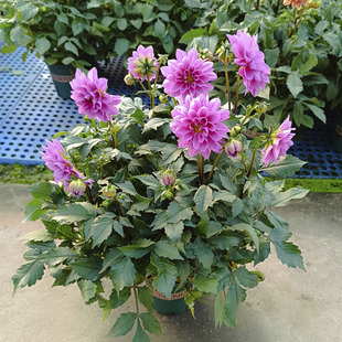 小丽花盆栽带花天竺牡丹花小丽菊花大丽花阳台庭院花卉耐寒年宵花