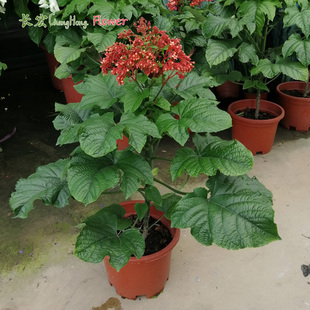 宝塔桢桐花盆栽带花香盏花百日红苞花状元红全年开庭院园林花包邮