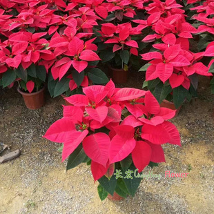 一品红盆栽带花盆圣诞花年宵花红红火火客厅公司摆花节日花卉包邮