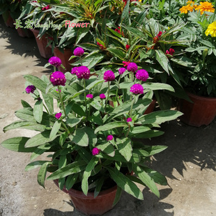 千日红盆栽带花百日红花坛摆花火球花喜庆庭院室内外盆景花境包邮