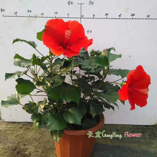 朱槿扶桑花大红花盆栽带花路基花