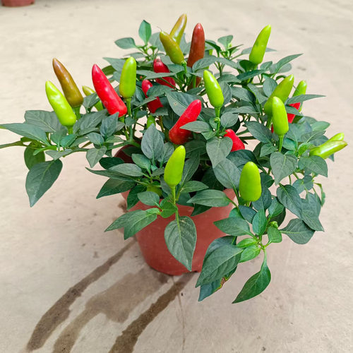 辣椒盆栽庭院阳台四季菜椒包邮