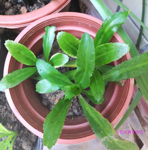 假芫茜刺芫荽泰国元茜香草盆栽