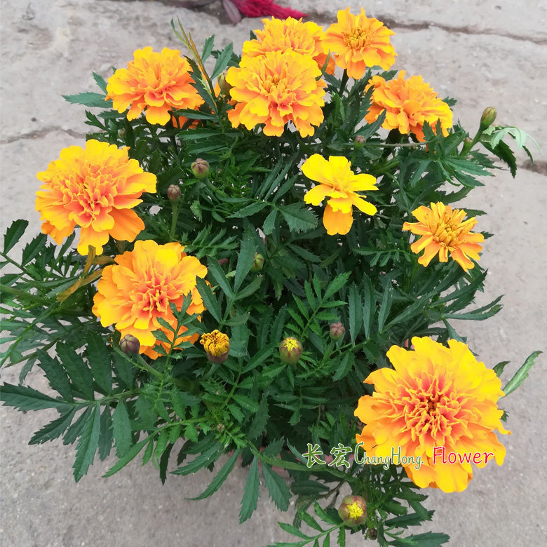 密花孔雀草盆栽带花小万寿菊四季花卉耏热景观园林绿化工程花草