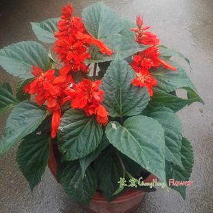 一串红盆栽带花串串红年花矮串红花一串粉一串蓝鼠尾草花绿化花卉