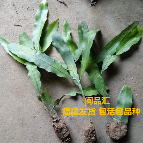 阳台庭院绿色盆景月下美人植物